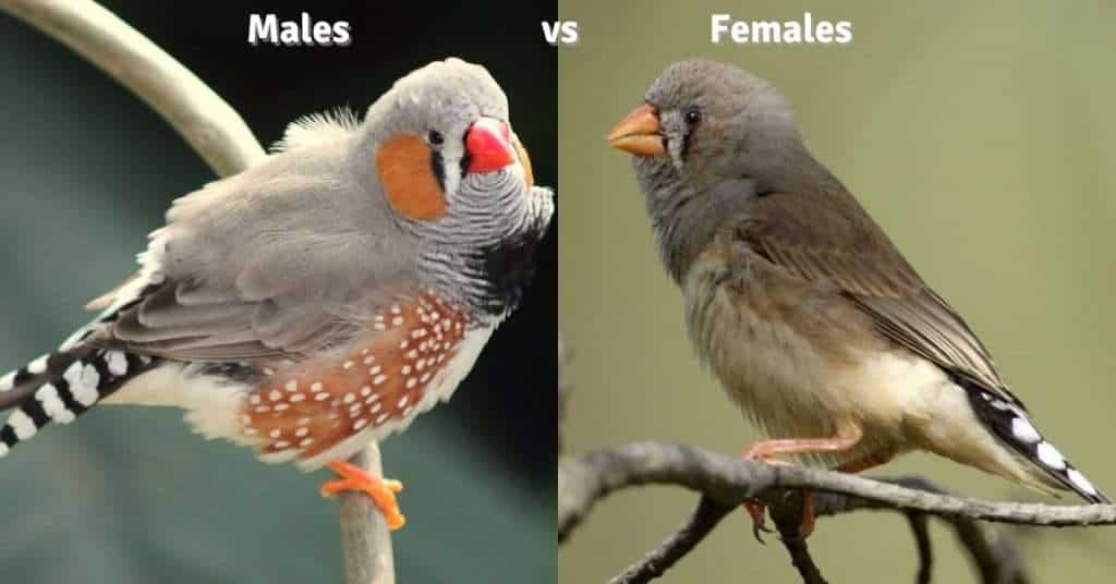 Zebra Finch: The Complete Guide, Facts & Care - Beakful Of Birds