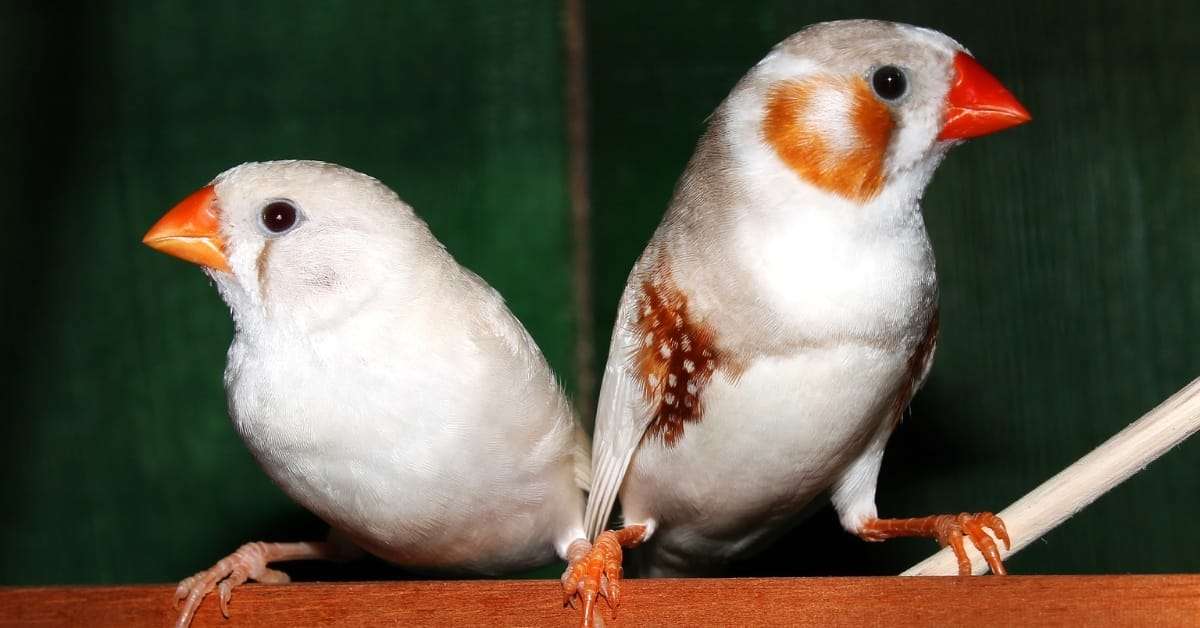 Zebra Finch: The Complete Guide, Facts & Care - Beakful Of Birds