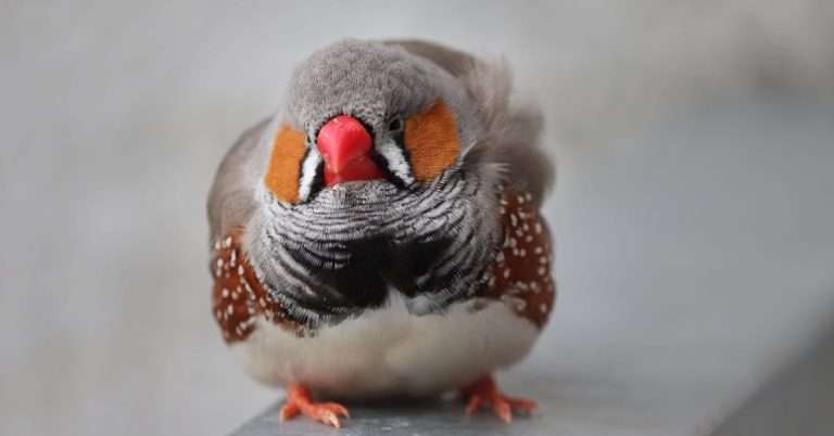 Zebra Finch: The Complete Guide, Facts & Care - Beakful Of Birds