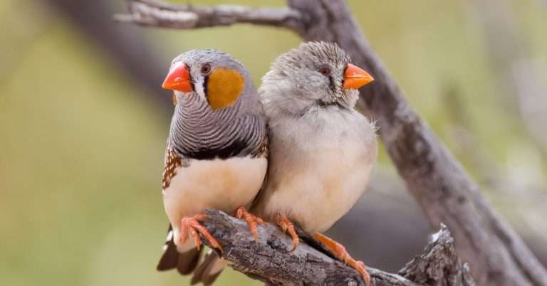 Zebra Finch: The Complete Guide, Facts & Care - Beakful Of Birds