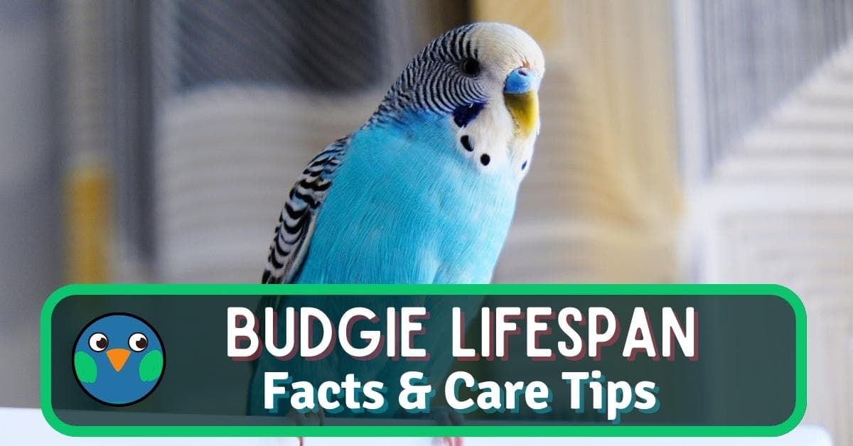 Budgie Lifespan: Facts & Tips For A Longer Life