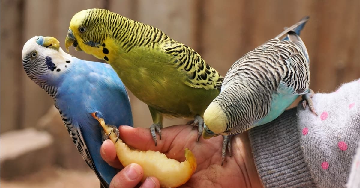 Budgie Lifespan: Facts & Tips For A Longer Life