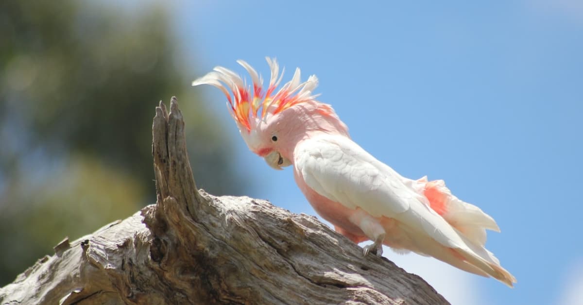 Cockatoo Lifespan: A Guide To All 21 Species