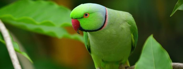 Indian Ringneck Lifespan: All You Need To Know