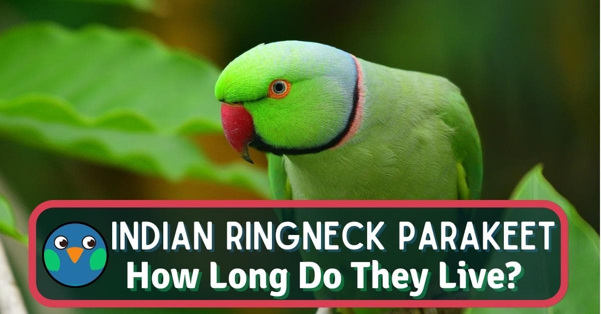 Indian Ringneck Lifespan: All You Need To Know