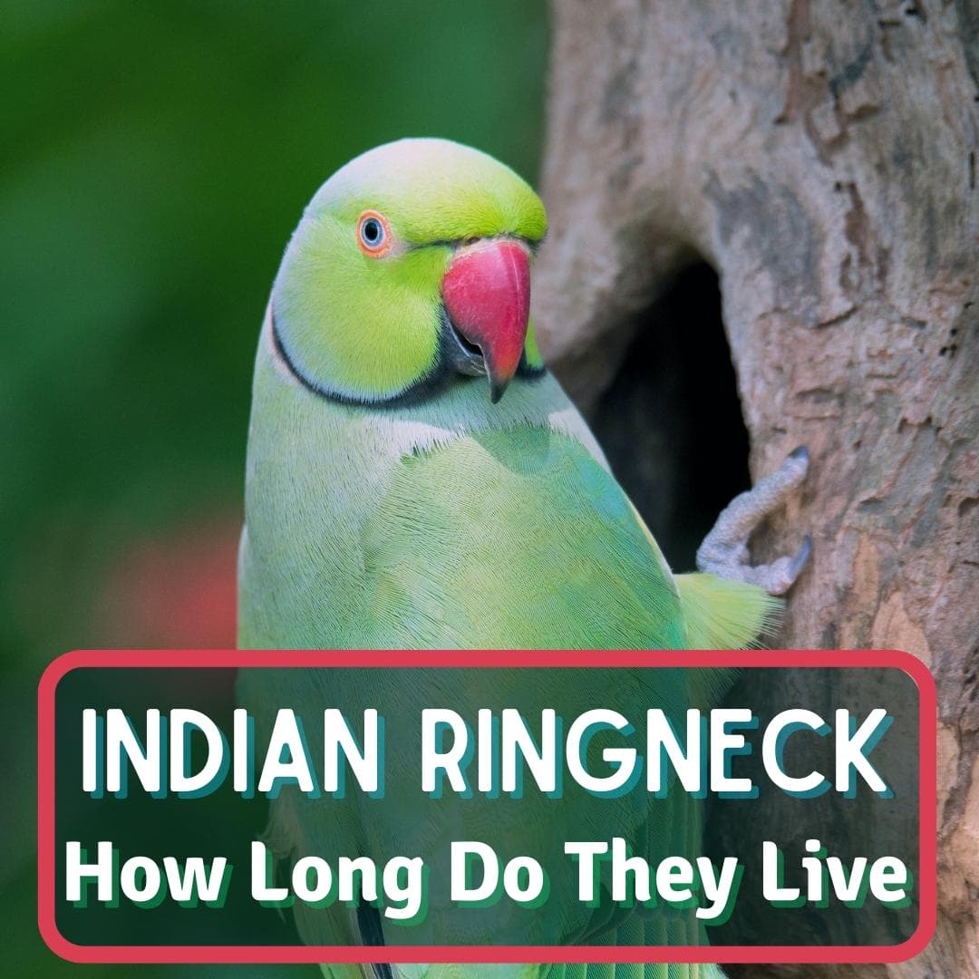 Indian Ringneck Lifespan: All You Need To Know