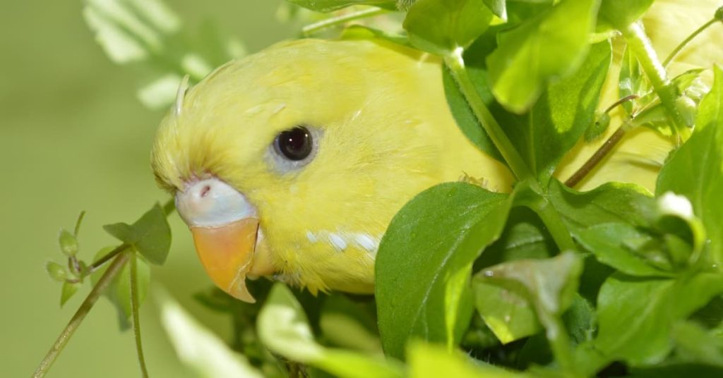 What Vegetables Can Budgies Eat? 50+ Vegetables & Benefits