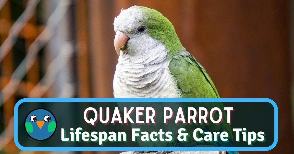 Quaker Parrot Lifespan: Top Facts & Care Tips