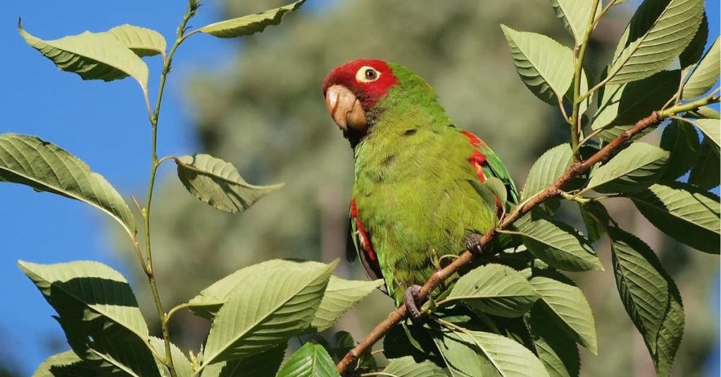 Types Of Conures: An Illustrated Guide To Over 30 Species